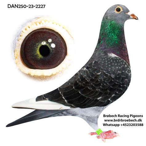 vendo jan aarden|Jan Aarden pigeons .